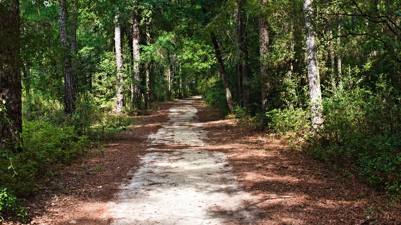 A beautiful trail at Jones Lake State Park
