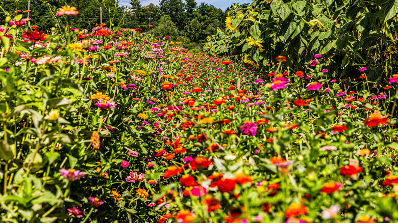 wildflowers in the Blue Ridge Mountains North Carolina