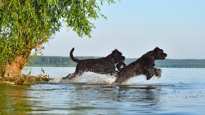 Two black dogs splashing around in a lake.