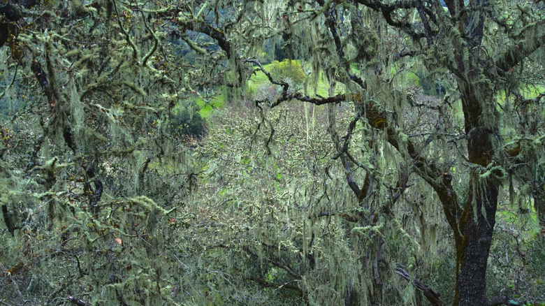 Moss in the trees at Henry Coe Park