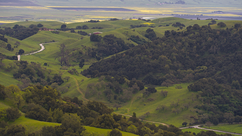 Hills with trees at Henry W. Coe state park