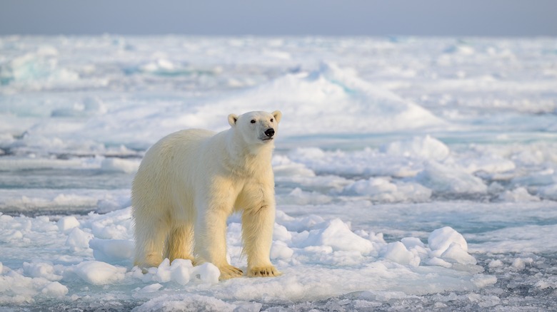 A large polar bear standing on ice and snow in the Norwegian Arctic