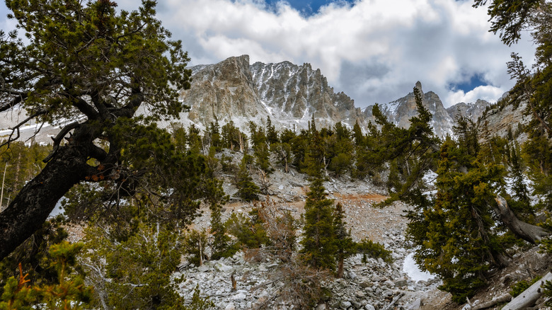 Rocky terrain with evergreen trees, snowy mountains, and clouds in the background.