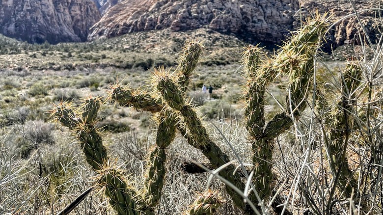 Long, thin cacti and branches, with light green grass and the base of rock formations in the background.