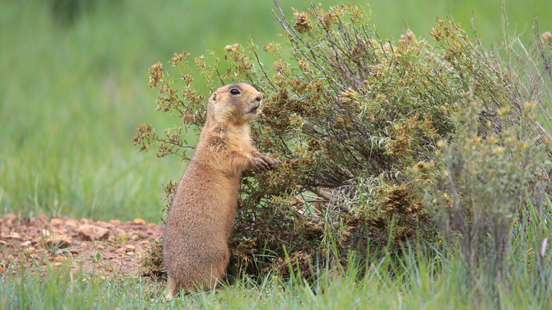 the Utah prairie dog in Bryce Canyon National Park