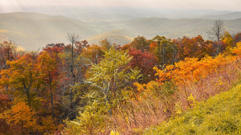 rolling hills covered in fall foliage in Shenandoah National Park