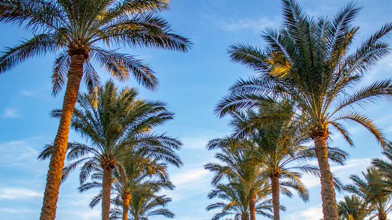 Palm trees in Miami Florida