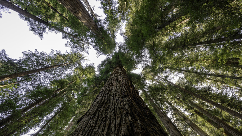 looking up at the coast sequoias in Redwood National and State Parks