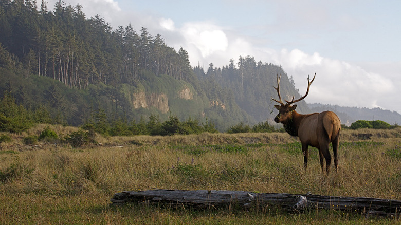 A roosevelt elk in a meadow at Redwood National Park