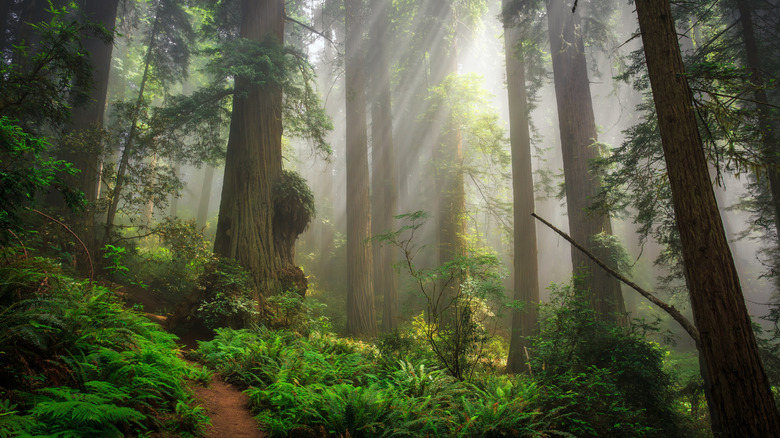 sunbeams pierce the canopy lighting up the forest floor in Redwood National Park