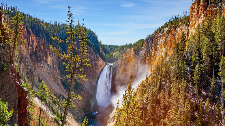 Lower Falls and Yellowstone River Canyon with pine trees