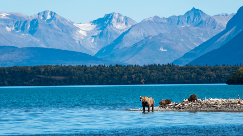 brown bears on the shores of Naknek Lake with mountains in background, Katmai National Park