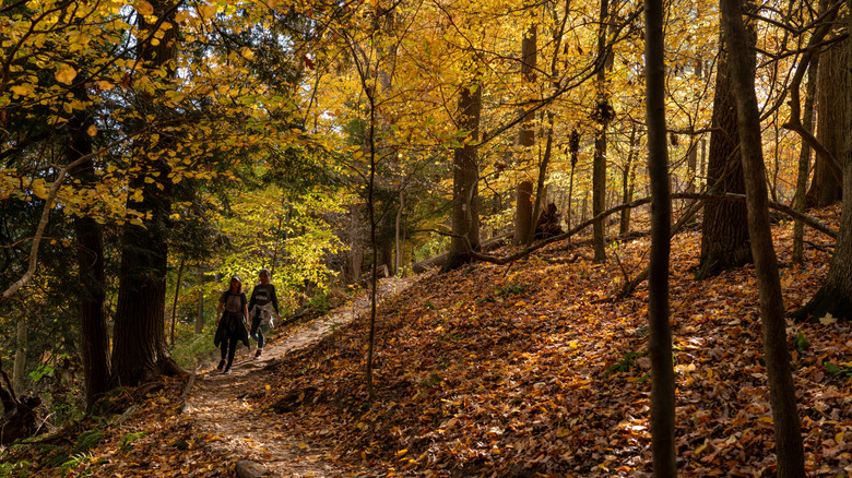 hikers on an autumn trail