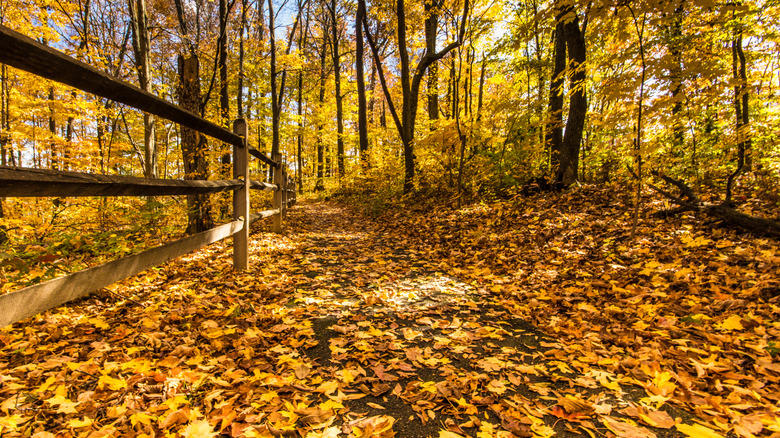 Vibrant fall colors in Caesar Creek State Park, Ohio