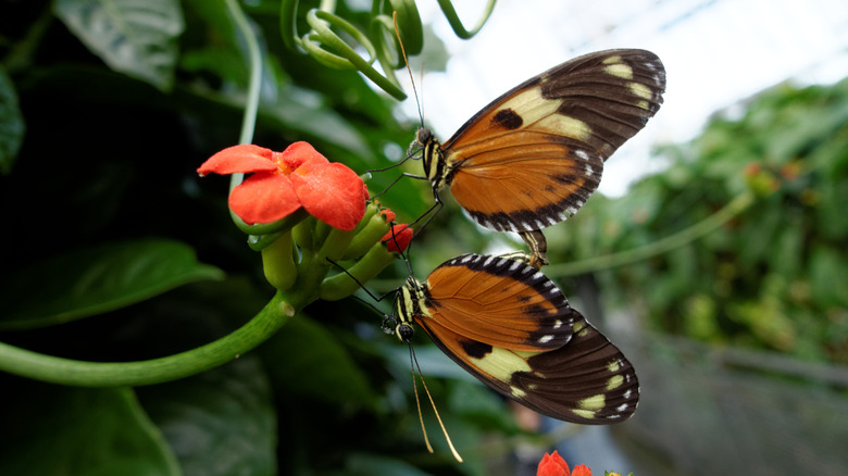 butterflies at Cleveland Botanical Garden