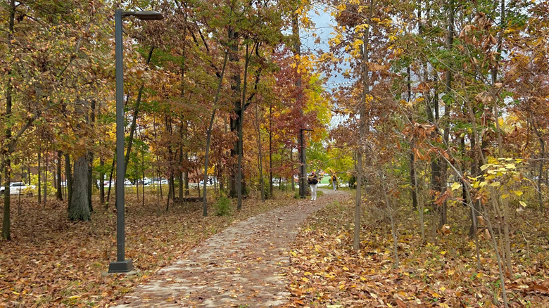 Fall leaves at Miami University.