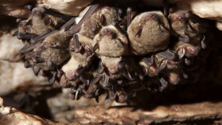 A group of cave myotis bats