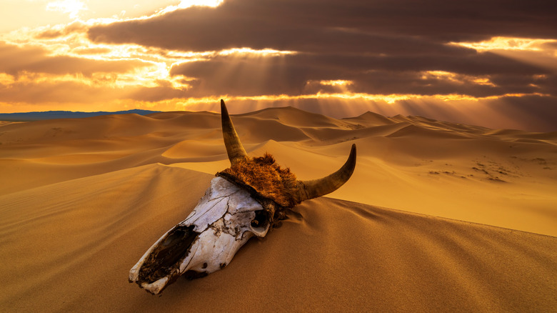 A bleached cow skull lies on a Death Valley dune
