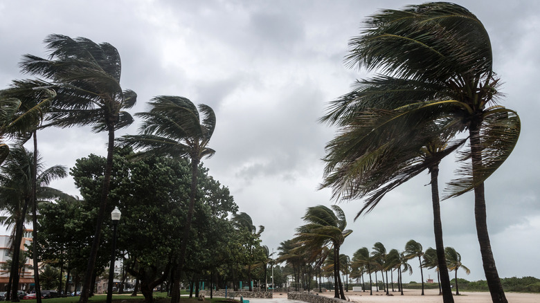 Wind in Florida palm trees with clouds