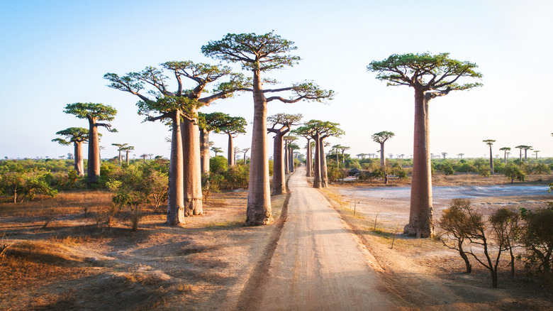 Avenue of the Baobabs in Madagascar.