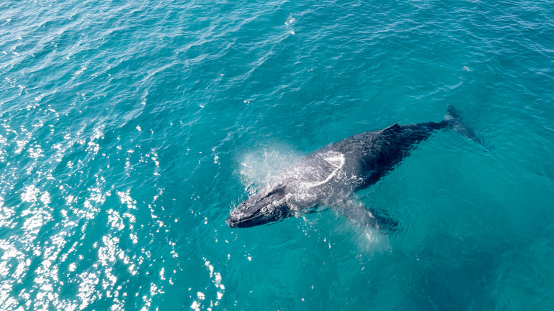Aerial view looking down at a wild humpback whale swimming in beautiful aquamarine water