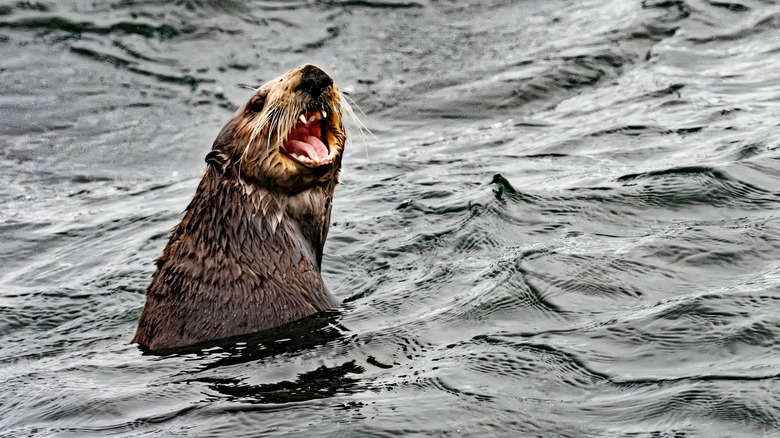 A female sea otter, Enhydra lutris, calls out to locate its pup in Sitka, Alaska.