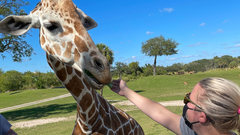 A woman feeding a giraffe at Busch Gardens Serengeti