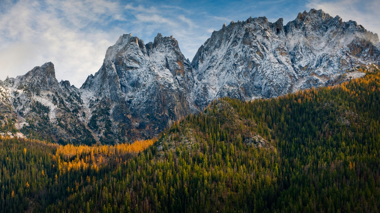 Washington Pass in North Cascade National Park during autumn when the larch trees turn bright yellow amongst the evergreens