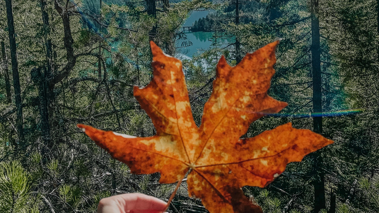 Person holding big red leaf against evergreen trees at a mountain overlook in North Cascades National Park, Washington