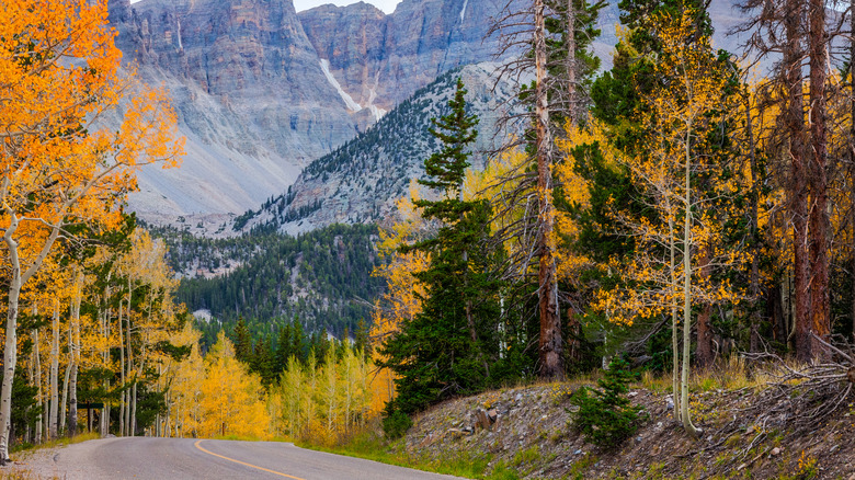 Great Basin National park in the fall