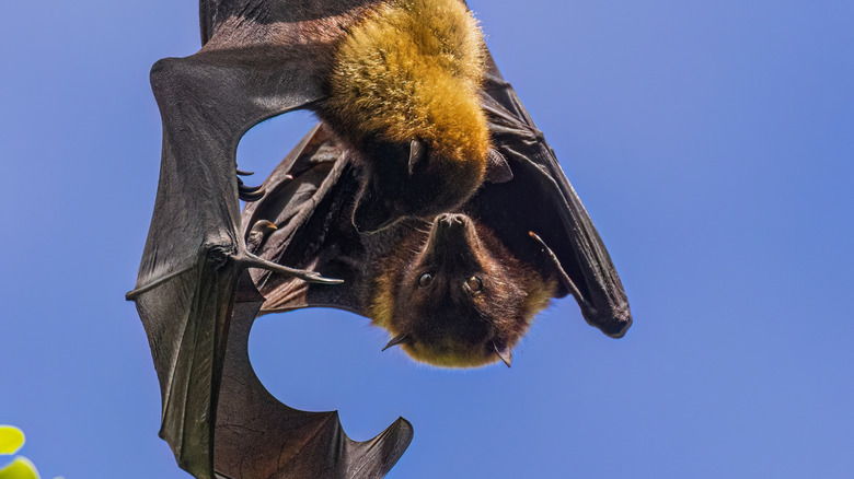 Wild fruit bats playing together