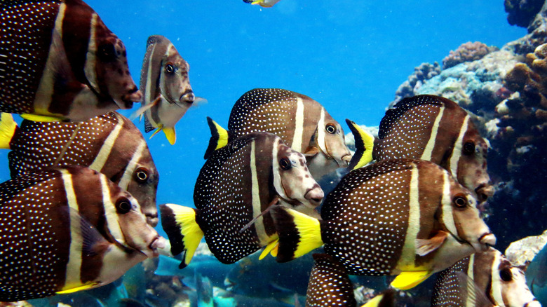 Parrot fish among other species scuba diving at National Park of American Samoa