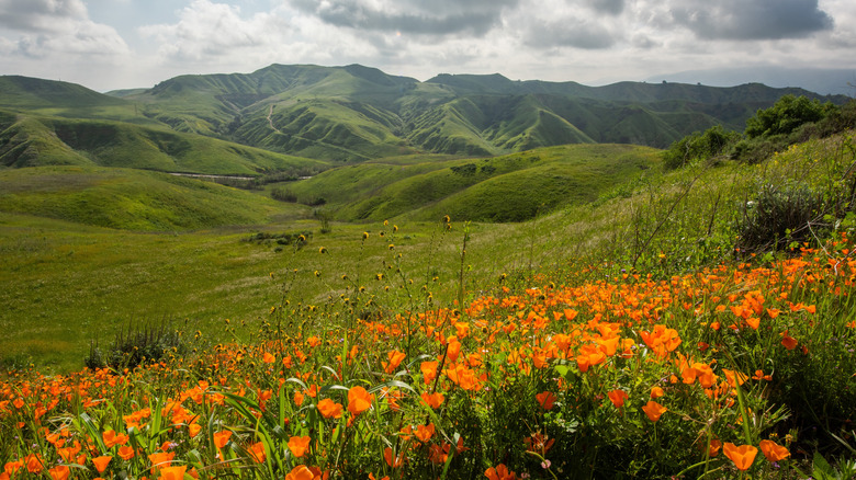 Orange poppies in the foreground and green hills in the background in Chino Hills State Park