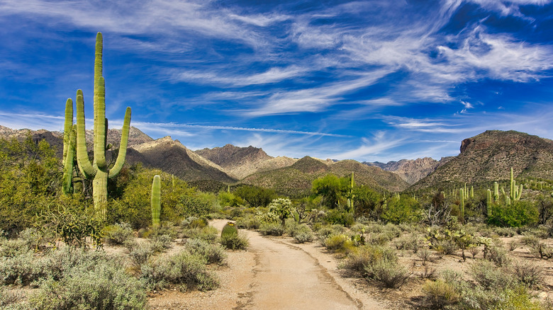 trail with cacti and mountains