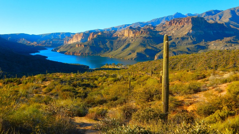 Desert vista with cactus, river, and mountains