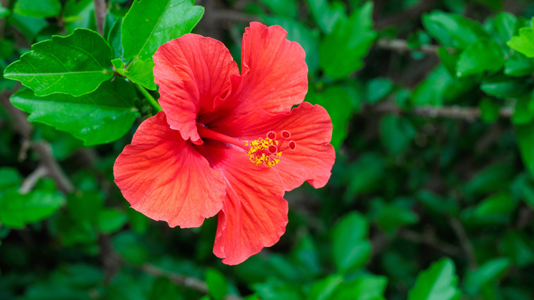 Beautiful red hibiscus flowers blooming in a summer garden.