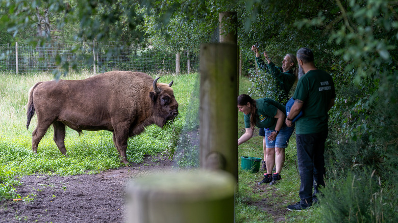 Three park keepers feeding bison