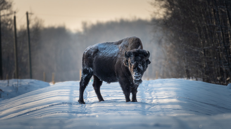 a bison stands on a snow covered road in Elk Island National Park