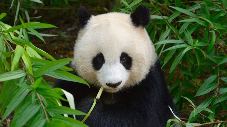 A giant panda eating bamboo
