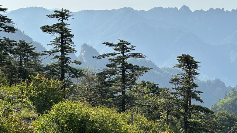 Mountains covered with mixed vegetation and conifer trees