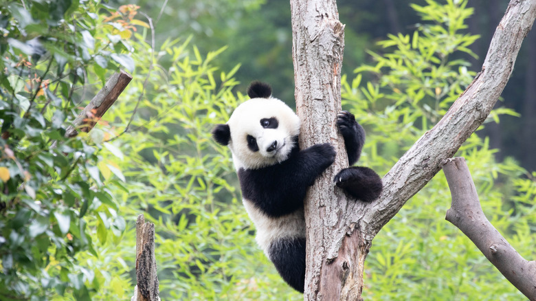 A giant panda climbing a tree in bamboo forest