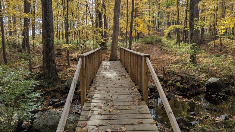 A hiking trail in Bennett's Pond State Park during fall foliage in Ridgefield, Connecticut