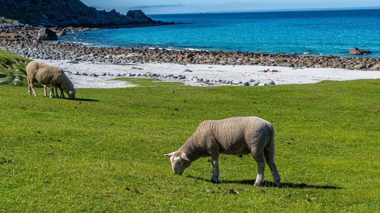 two bears at the beautiful Haukland Beach