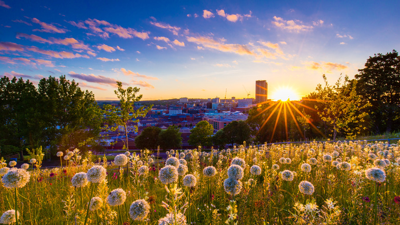 The sun setting over the skyline of Sheffield city with a meadow of flowers in the foreground