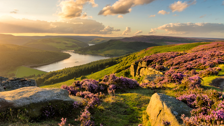 Purple heather on a moor overlooking a lake at Bamford Edge in the Peak District National Park