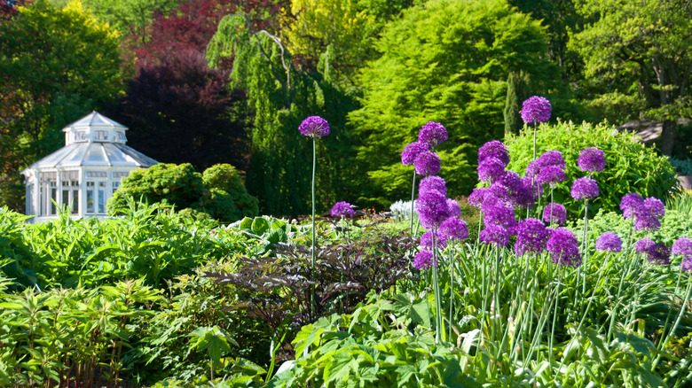 Gothenburg Botanical Garden's gazebo surrounded by trees, green plants, purple flowers