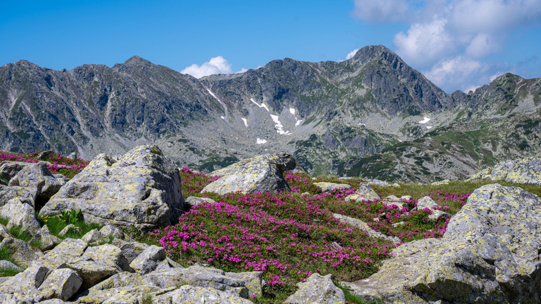 Rhododendron flowers surrounded by granite mountain peaks