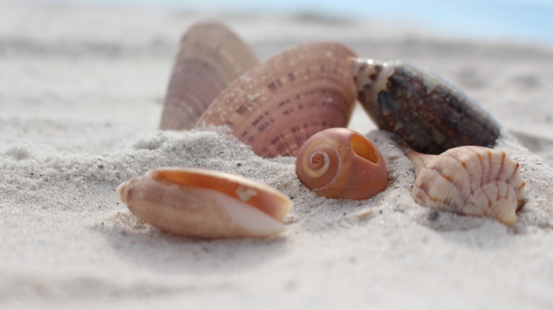 Seashells On White Sand Beach