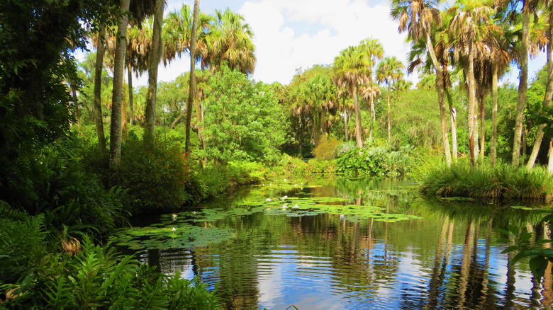 Small lake surrounded by green nature in Bok Tower Gardens