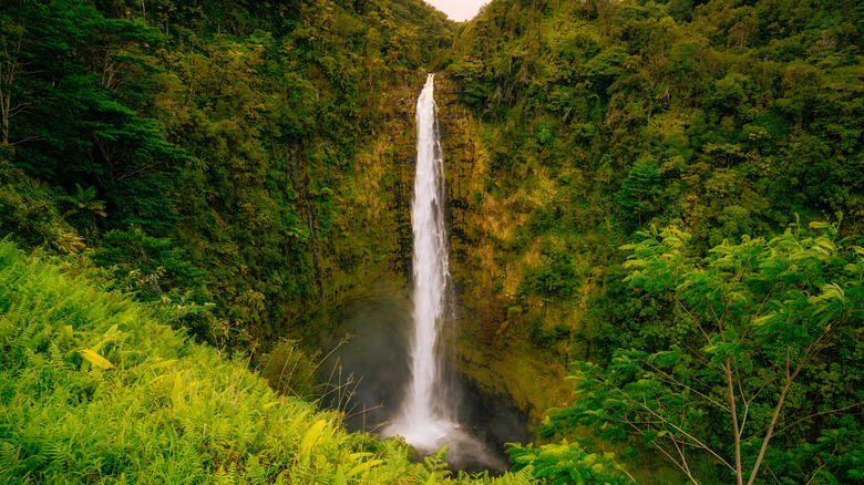 Waterfall in 'Akaka Falls State Park, Hawai'i